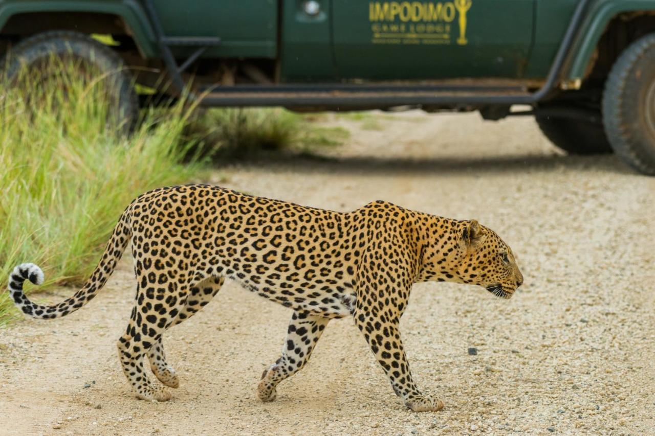 Impodimo Game Lodge Madikwe Wildreservaat Buitenkant foto