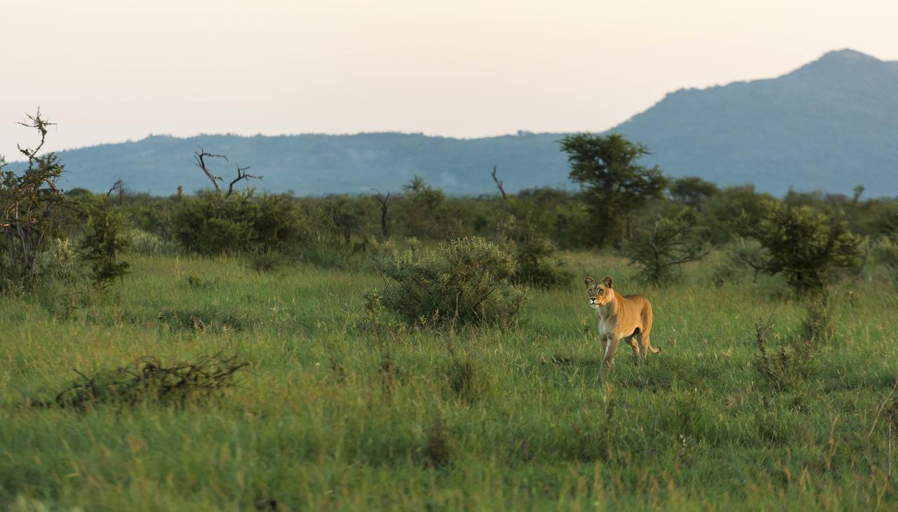 Impodimo Game Lodge Madikwe Wildreservaat Buitenkant foto